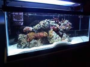 20 Long Front