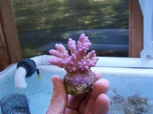 purp1