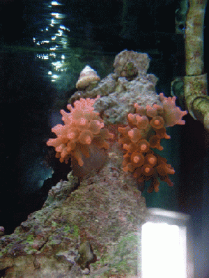 Rose bubble tip anemone has finally split.  1/22/2006