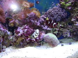 snowflake eel