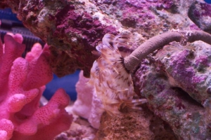New Feather Duster Worm Pic