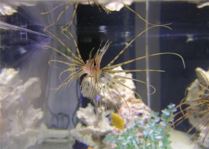 Lionfish