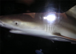 Blacktip Reef Shark