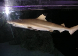 Blacktip Reef Shark