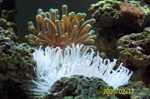 Anemones
