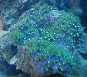 Green Star Polyps