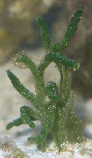 Some Type Of Algae???