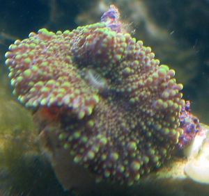 Ricordea