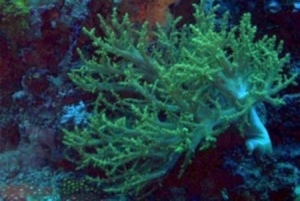 green nephea mother coral