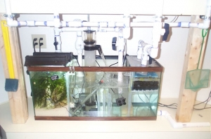 55 gallon sump with fuge