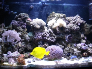 tank update