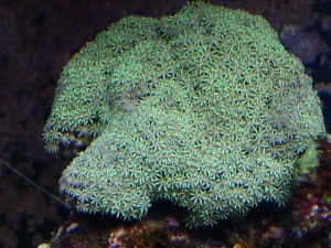 MY GREEN STAR POLYPS
