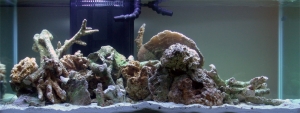 First Aquascape