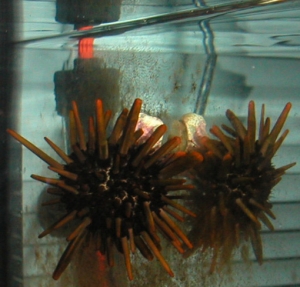 urchin