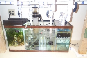 fish_tank_low_res_005