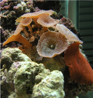 mushroom anemones