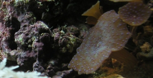 mushroom anemone
