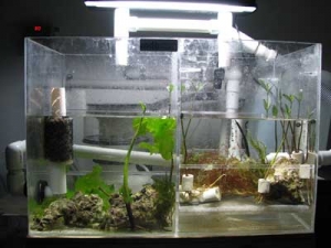 My First Refugium