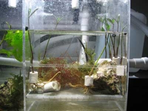 My First Refugium