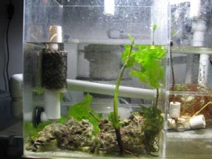 My First Refugium