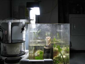 My First Refugium