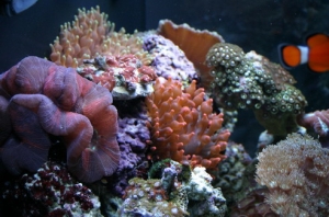 IMG_5268resize