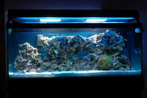 Tank_6_weeks