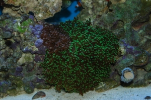 Frogspawn_2