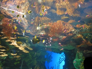 GA Aquarium