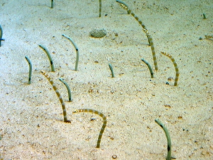 GA Aquarium