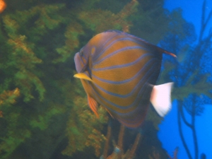 GA Aquarium
