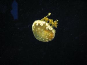 GA Aquarium