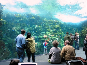 GA Aquarium