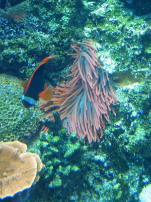 GA Aquarium