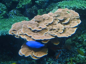GA Aquarium