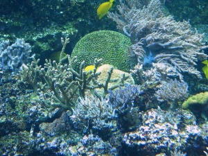 GA Aquarium