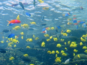 GA Aquarium