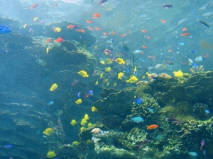 GA Aquarium
