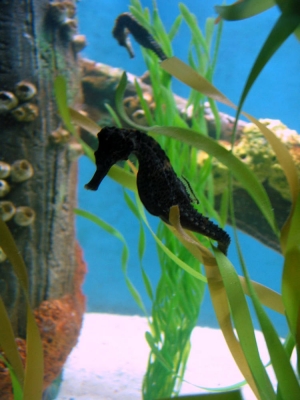 GA Aquarium