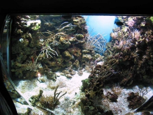 GA Aquarium