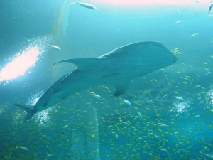 GA Aquarium