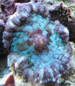 Blue Bullseye