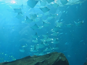 GA Aquarium