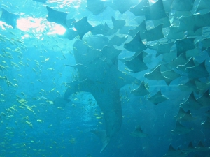 GA Aquarium