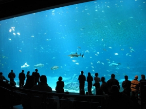 GA Aquarium