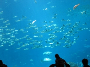 GA Aquarium