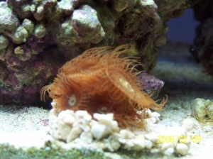 Button polyps