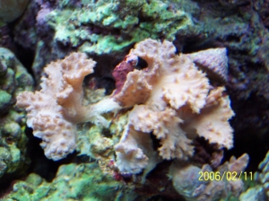 Cabbage/lettuce coral
