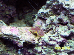 Frag1