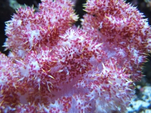 Carnation Coral